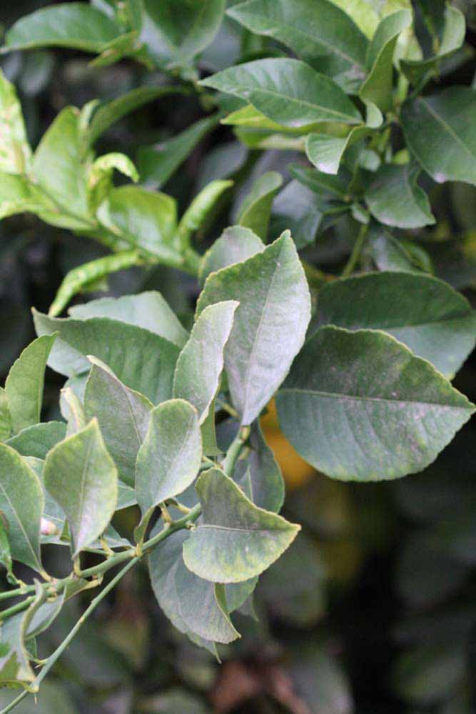               Sun leaves (Doctor Strong, Riverside,   CA)   